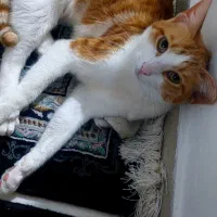 واگذاری گربه DSH