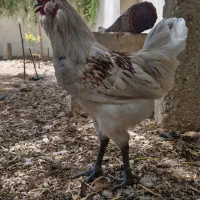 خروس جوان لوهمن(این نژاد آلمانی مخصوص تخم گذاری )