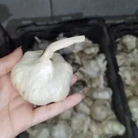 سیر همدان درجه یک|خوردنی و آشامیدنی|تهران, امیریه|دیوار