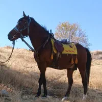 اسب‌ کرد مخصوص سواری