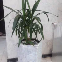 گل  طبیعی|گل و گیاه طبیعی|فولادشهر, مسکن مهر فولادشهر|دیوار