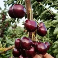 خرید بدون واسطه و مطمعن انواع ارقام نهال با کیفیت|خدمات باغبانی و درختکاری|شیراز, دارالرحمه|دیوار