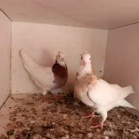 کفتر طوقی پشتار|پرنده|تهران, مرادآباد|دیوار