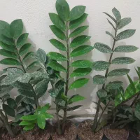 زاموفیلیا حراجی با کیفیت و رشد انفجاری|گل و گیاه طبیعی|کرج, اسلام‌آباد|دیوار