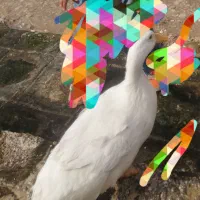 اردک سفید برفی تخم گذار