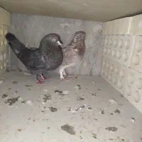 کفتر کبوتر|پرنده|فردیس, شهرک ۱۱۰|دیوار