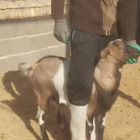 فروش یا معاوضه بزغاله سانن آلپاین نژاد عالی|حیوانات مزرعه|سده (خراسان جنوبی), |دیوار