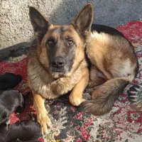 توله سگ ژرمن،پدر مادر وارداتی