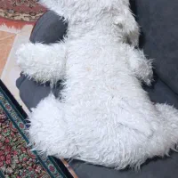 عروسک یک متری|اسباب‌‌بازی|بجنورد, |دیوار