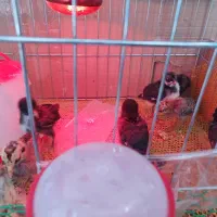 حراج جوجه گلین عشایری زیر مرغی سینه سوزنی 24روزه|حیوانات مزرعه|بومهن, |دیوار