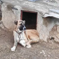 توله سگ ۸ماهه نگهبان