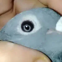 آردن
