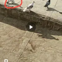 ی جفت کفتر المانی کله