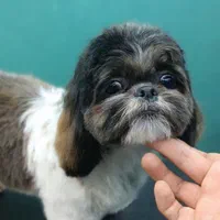 مربی سگ خانگی و کوچک۱۰۰٪ تضمینی / آموزش سگ|خدمات آموزشی|اهواز, کیانپارس |دیوار