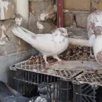 کفتر|پرنده|قم, ولیعصر|دیوار