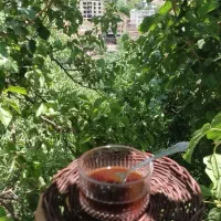 شیره توت ارگانیک