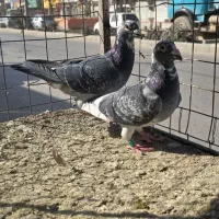 پولک و سبز آلمانی جان اردن جفتگاه