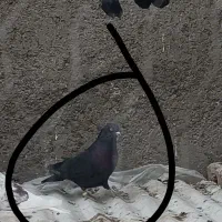 گمشده|پرنده|تهران, تختی|دیوار