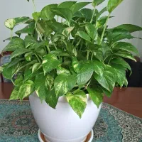 گل های زیبا