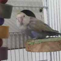 عروس کوتوله ماده