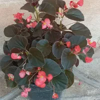 لباس|لباس|آبدانان, |دیوار