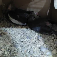 جوجه عروس هلندی اهویی  سرلاکی