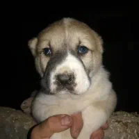 واگذاری توله سگ الابای روس