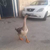 قوغاز
