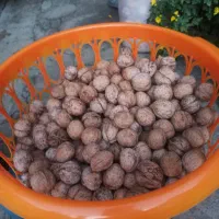 فروش گردو تازه