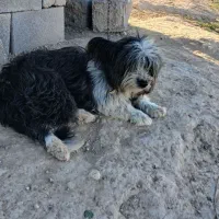 سگ خانگی|سگ|گتوند, |دیوار