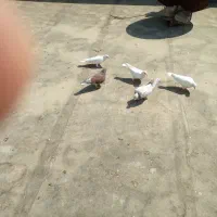 فروش کبوتر