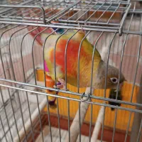 طوطی گرینچیک رنگی