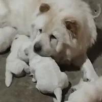 ماده چاو چاو