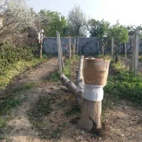 فروش نهال بادام گردو انگور|خدمات باغبانی و درختکاری|ارومیه, |دیوار