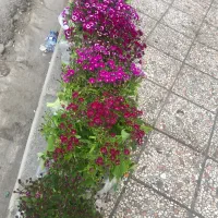 گل همیشه بهار