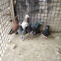 کفتر|پرنده|مشهد, ابوذر|دیوار