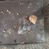 جوجه طوطی برزیلی سرلاکی|پرنده|نکا, |دیوار