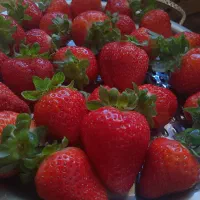 خشکبار|عمده‌فروشی|بروجن, |دیوار