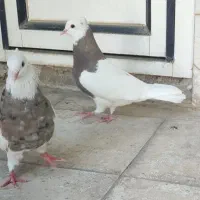 جفت طوقی