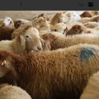 گوسفندزنده مناسب عقیقه،قربانی،وغیره باتخفیف