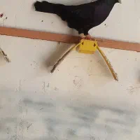 زاغ آبادانی