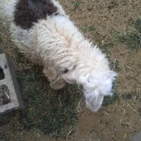 فروش بره نر نژاد شیرازی سر حال و درجه یک|حیوانات مزرعه|نیریز, |دیوار