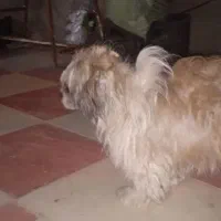 سگ پاکوتاه ماده اسم پوپو بازیگوش شیتزو اصل