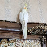 عروس هلندی ماده عروسک