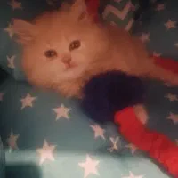 دو عدد بچه گربه بامزه