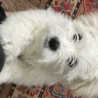 شیتزو|سگ|شاهرود, |دیوار