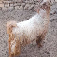 ۳۰تا  بز داشتی