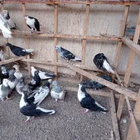 تعدادی کفتر رنگی به شرط بدون عیب جوجه وبالغ|پرنده|میانه, |دیوار