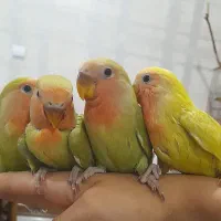 ۱۱۰۰طوطی بر زیلی ۱۳۰ روزه دستی