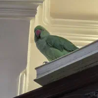 ملنگو ماده اماده جفتگیری